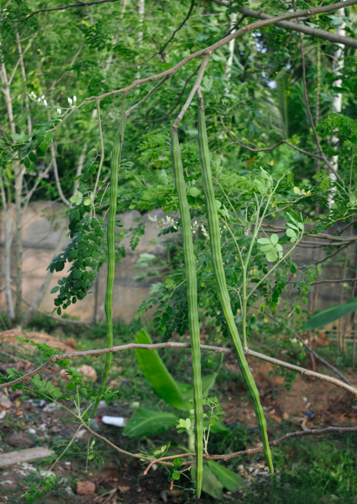 untitled design (15)